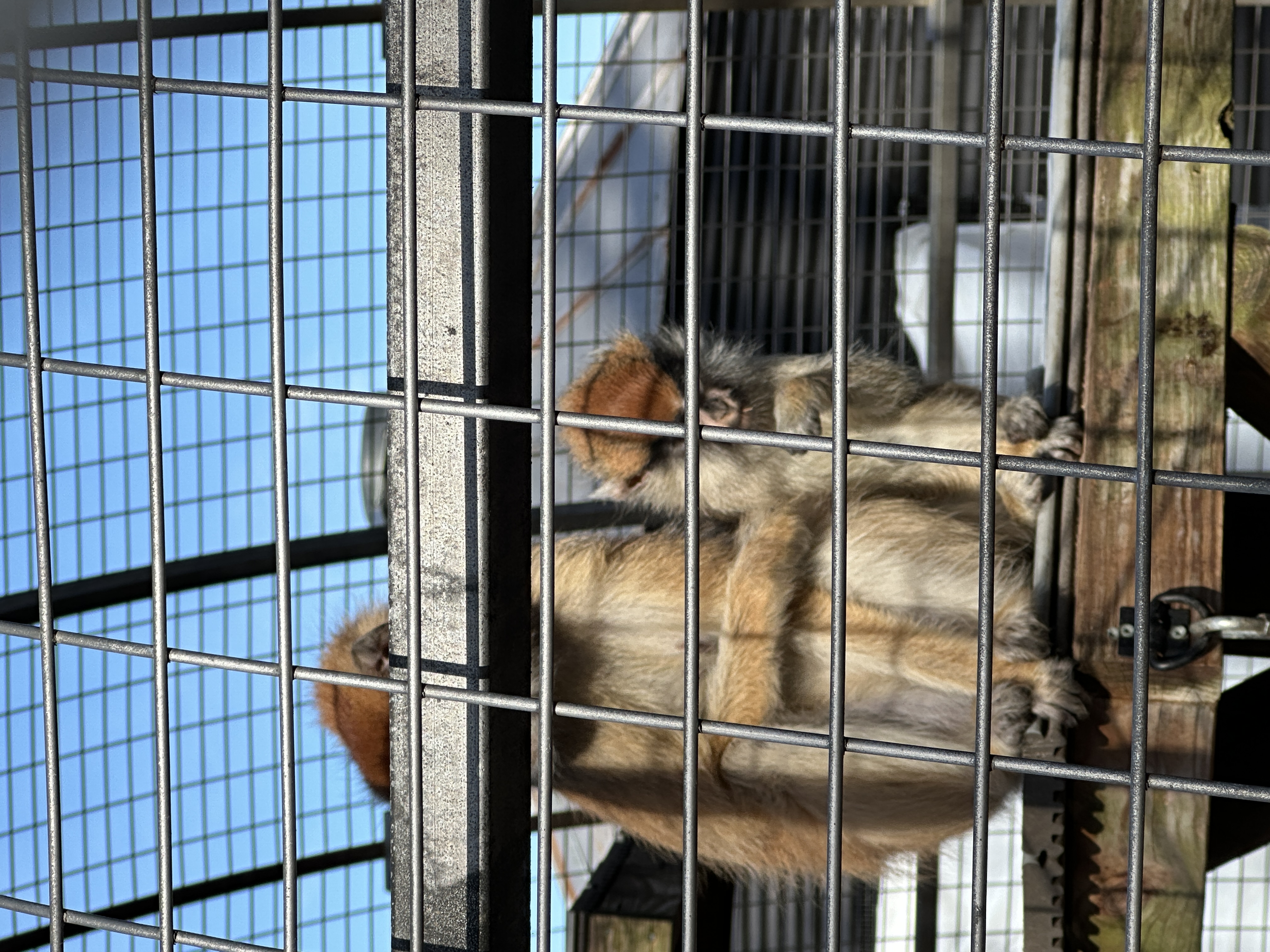 Layna's work at the Zoo